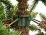 Штучна ялинка Triumph Tree Sherwood deLuxe зелена, LED 200 ламп (8712799343979)