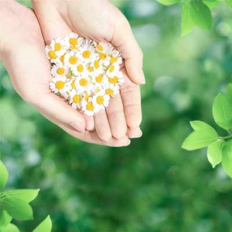 Гігієнічні прокладки Naturella Ultra Normal 10 шт (4015400125037)